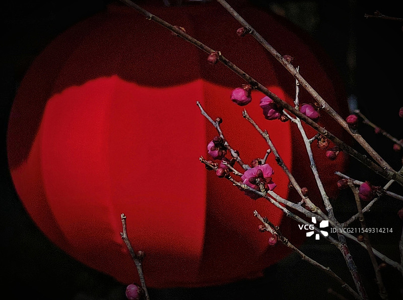 暗背景中的红梅和红灯笼图片素材