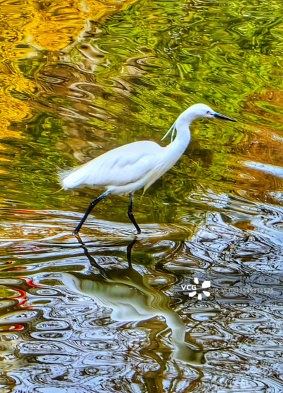 油画里的白鹭图片素材