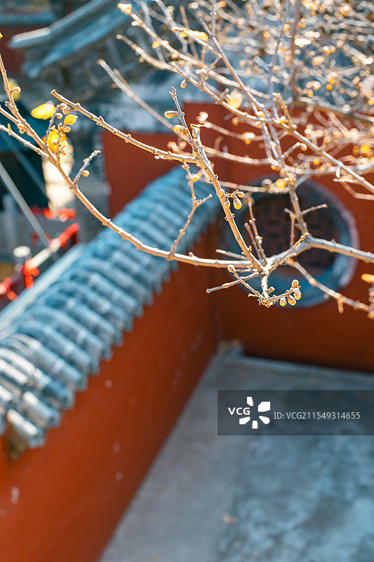 中国山东泰安国内著名景点岱庙行宫，冬天盛开黄色将军梅花腊梅花和古建筑，户外白昼无人图像摄影图片素材