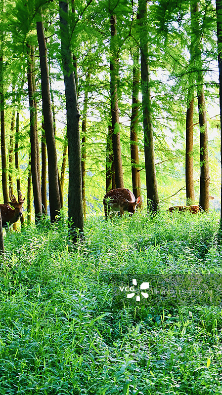 上海崇明区森林公园 林深时见鹿图片素材