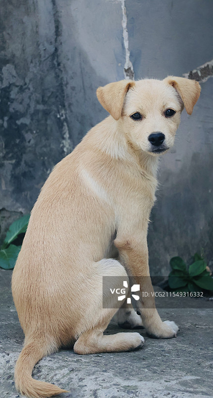 回过头来的小土狗图片素材