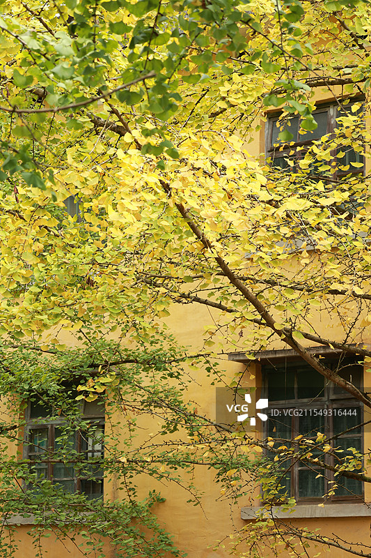 韶关黄金大道金秋时节图片素材