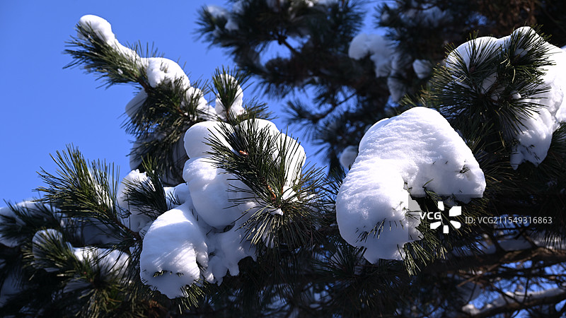 雪松图片素材