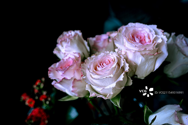 玫瑰花图片素材