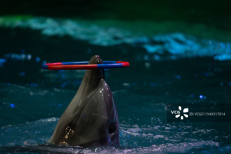 海豚表演图片素材