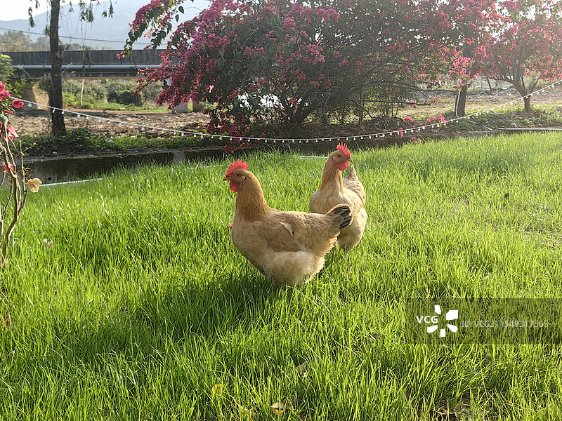 走地鸡图片素材