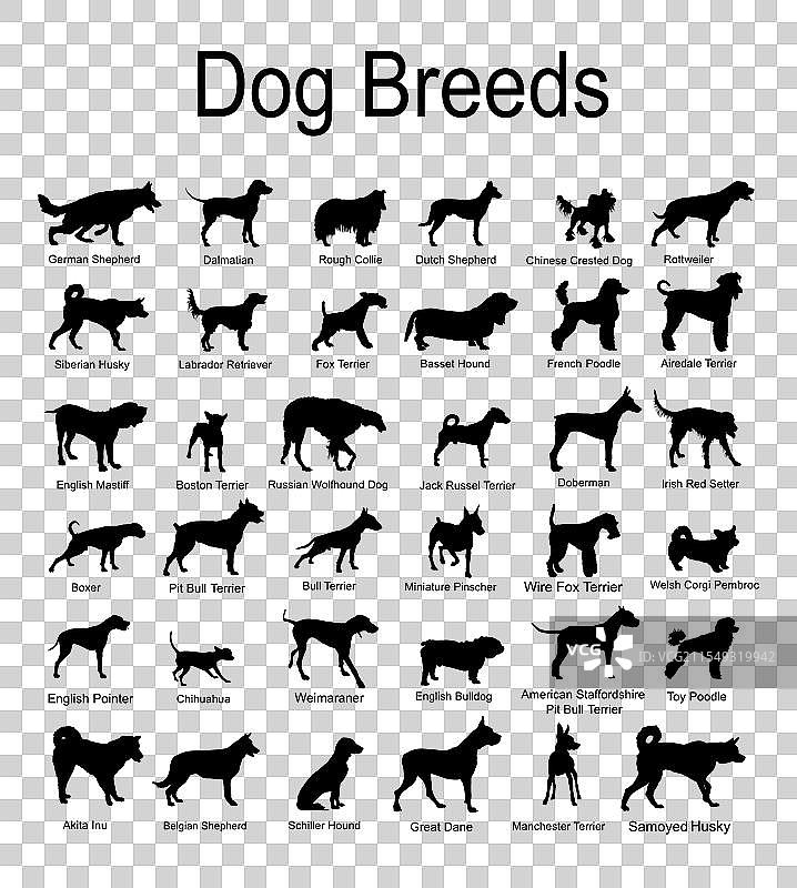 大型犬种剪影集合图片素材