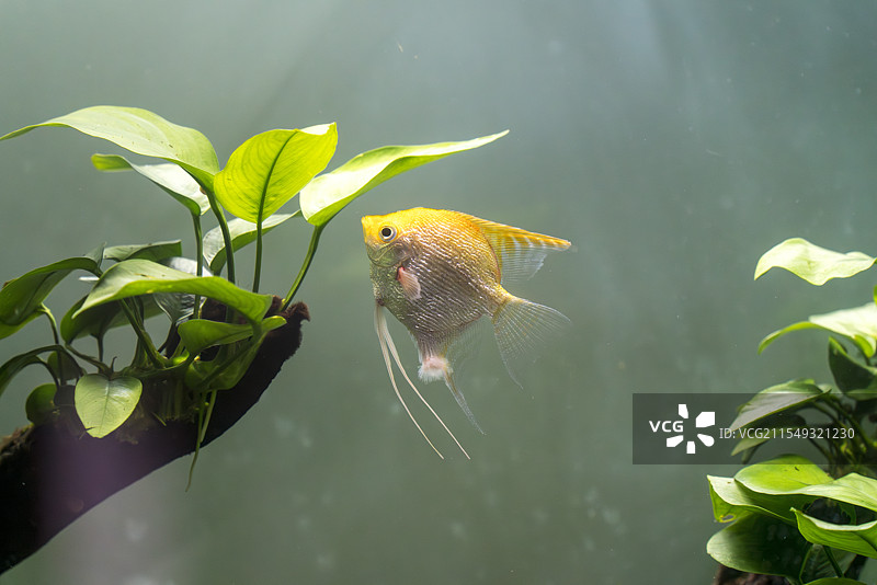 水族馆的金鱼图片素材