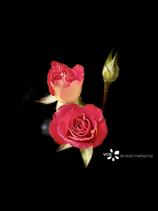 玫瑰花图片素材