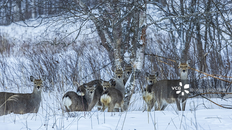 日本北海道钏路湿原大雪中的虾夷鹿鹿群图片素材