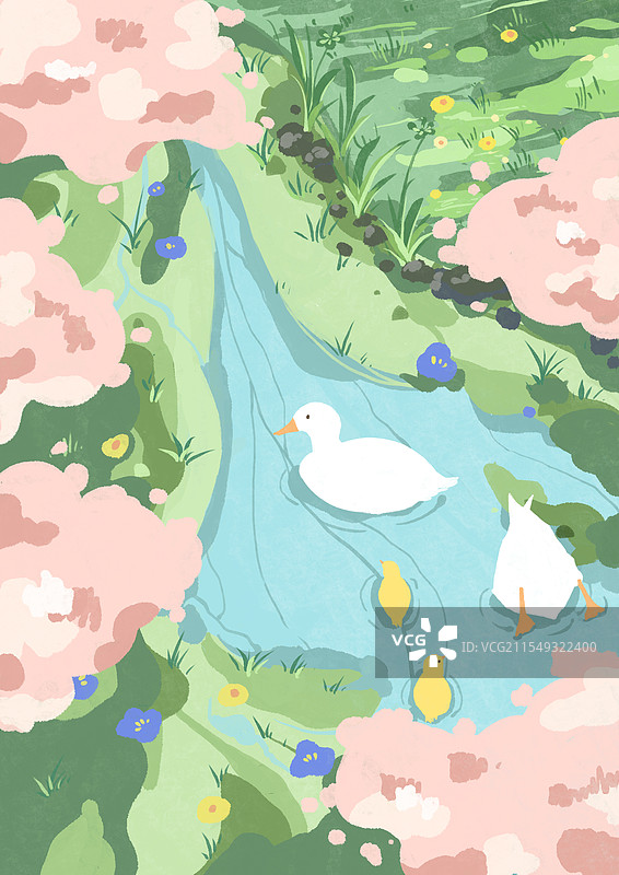 春天的鸭子在水里游图片素材