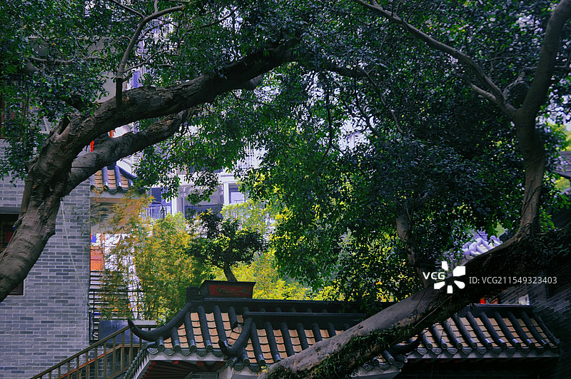 三元宫的树图片素材