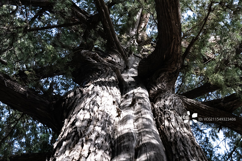 颐和园古树图片素材