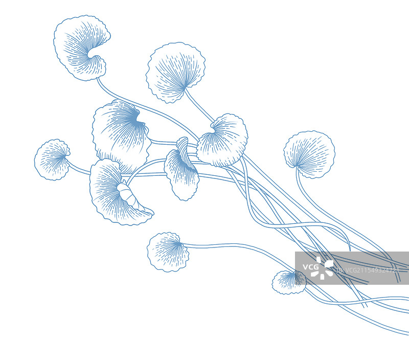 植物铜钱草积雪草插画图片素材