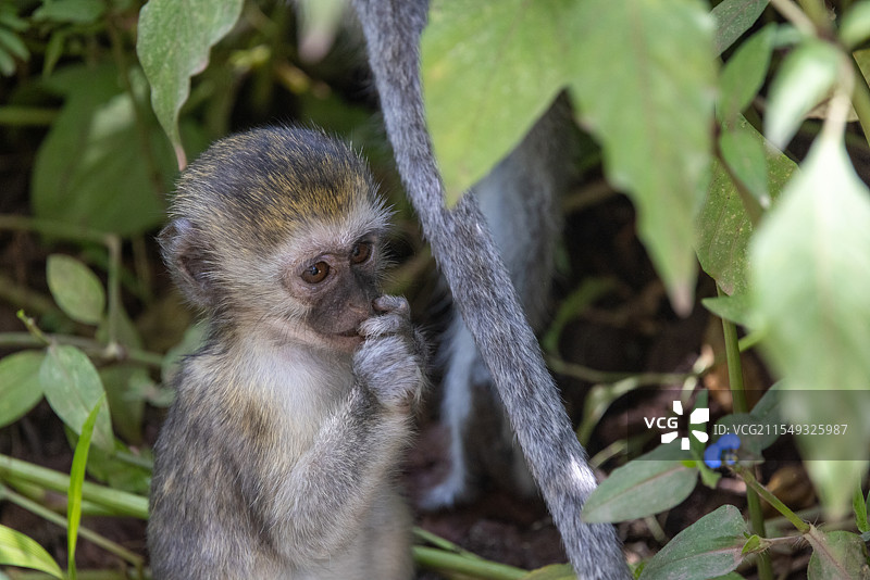 青腹绿猴图片素材