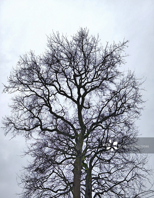 村头古树图片素材