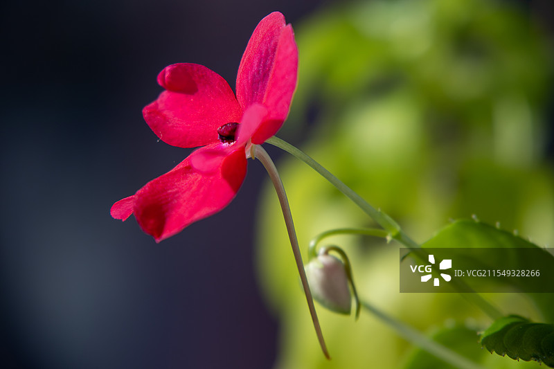 娇艳欲滴的红色凤仙花特写图片素材