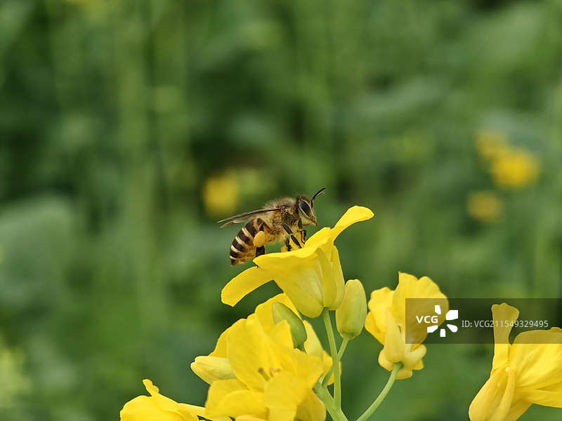 福州花海公园《蜜蜂授粉》图片素材