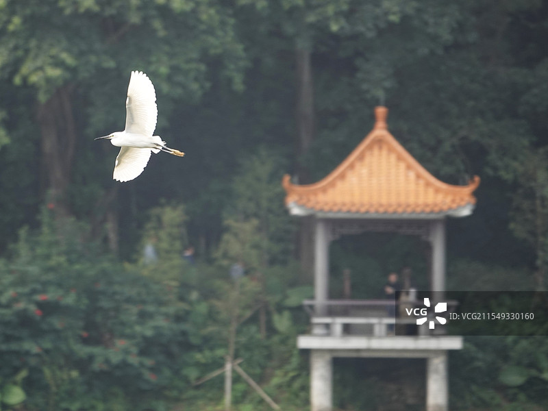 白鹭忽飞来图片素材