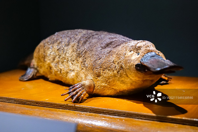 鸭嘴兽标本 20世纪初 山东博物馆建馆七十周年-与时偕行展图片素材