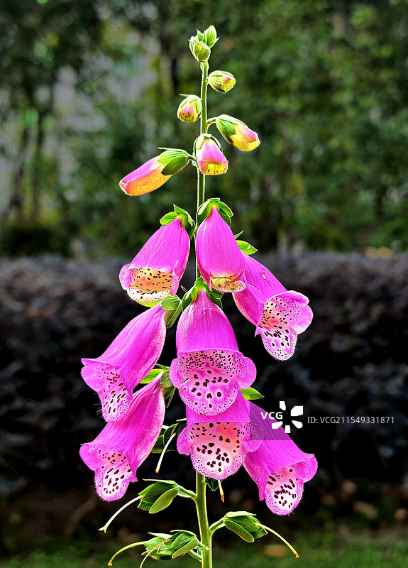 梦幻紫铃兰图片素材