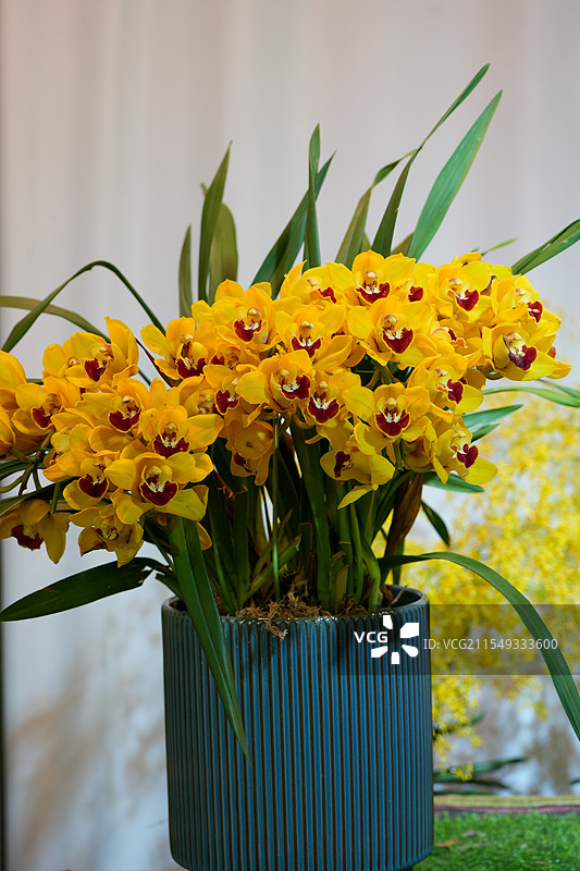 南京中山植物园春季兰花展：珍稀国兰与热带兰共舞图片素材