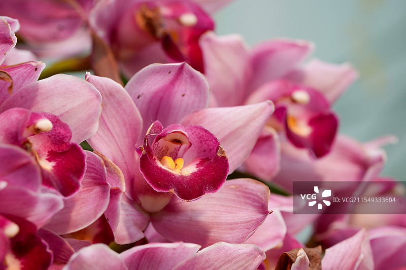 南京中山植物园春季兰花展：珍稀国兰与热带兰共舞图片素材