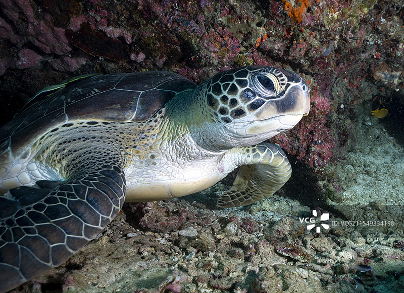 水下摄影拍摄海龟觅食图片素材