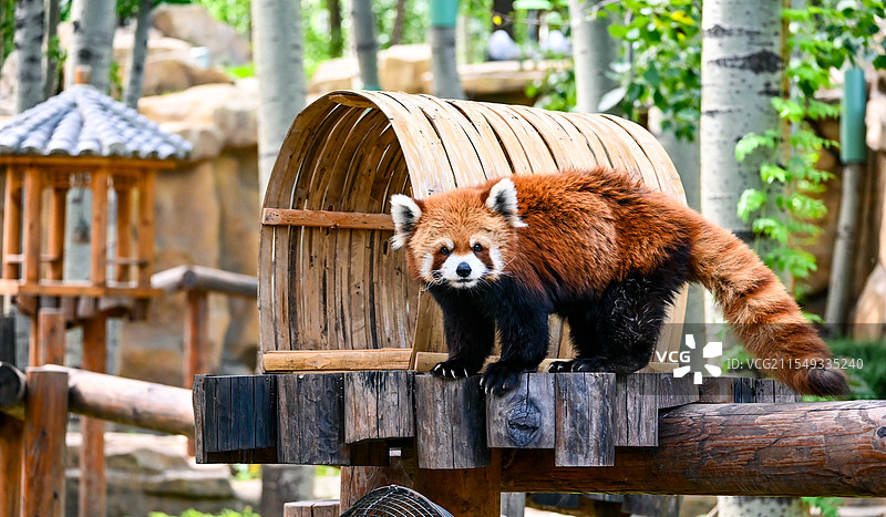 与小熊猫对视图片素材