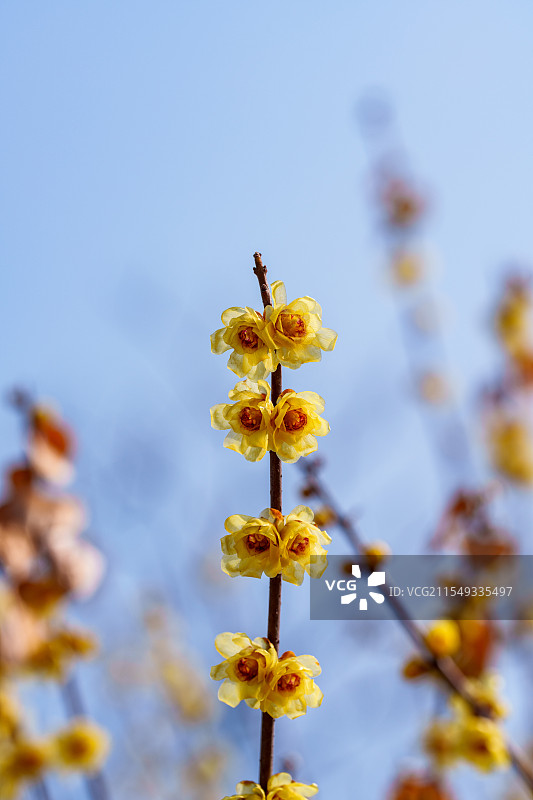春天的武汉东湖梅园：梅花绽放图片素材