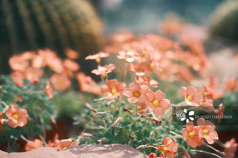 武汉植物园苹果花图片素材