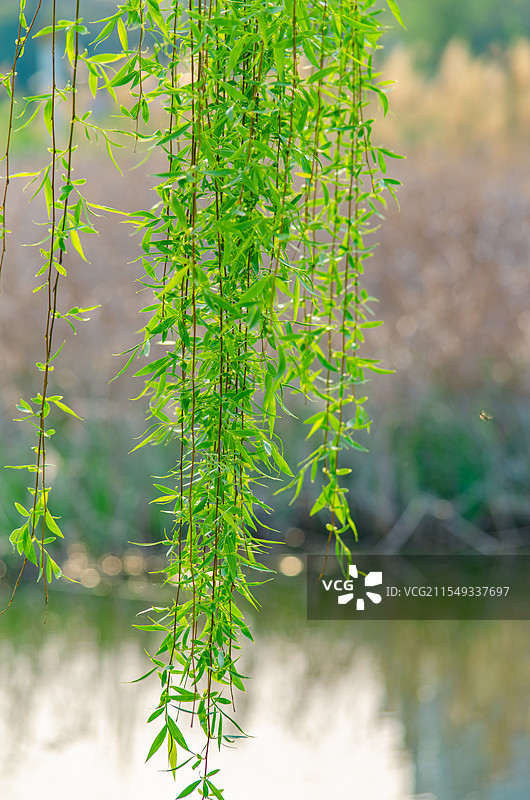 中国野生植物拍摄主题，柳树上的鲜嫩的柳枝和枝芽，户外白昼无人图像摄影图片素材