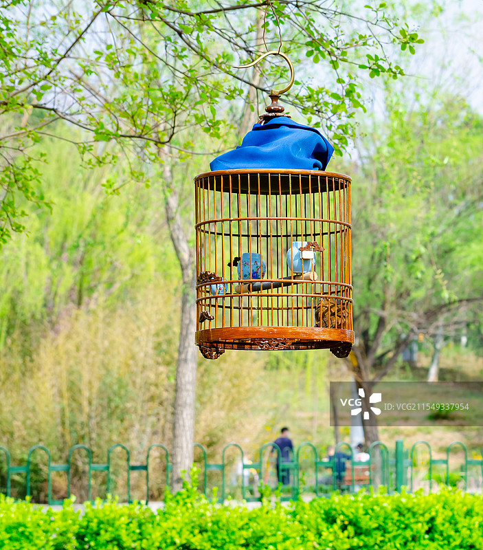 中国健康生活方式拍摄主题，树上悬挂的鸟笼和鸟类，户外白昼无人图像摄影图片素材