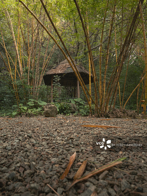 竹林中的凉亭图片素材