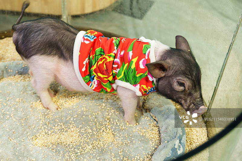 身穿花衣服的宠物小香猪图片素材
