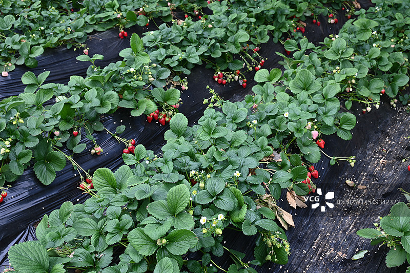 草莓种植园图片素材