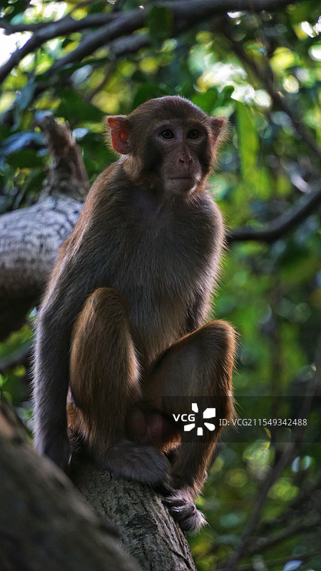深圳塘朗山野生猕猴图片素材
