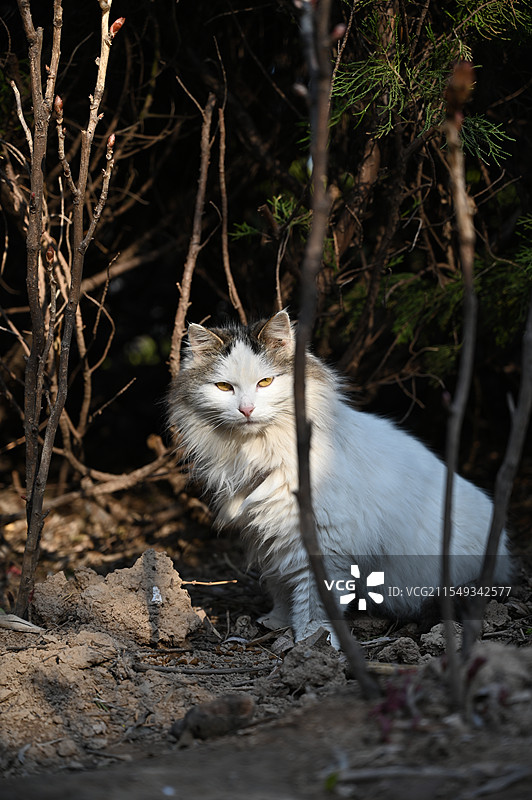 树丛中的狮子猫图片素材