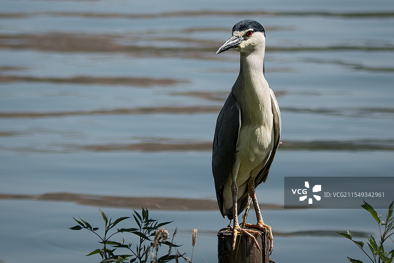 湖泊上的夜鹭图片素材