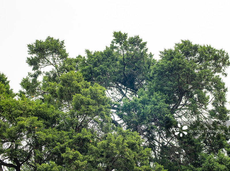 中国自然风光拍摄主题，山东省泰安市岱岳区彩石溪风景区，元君庙里的古老的柏树，户外白昼无人图像摄影图片素材