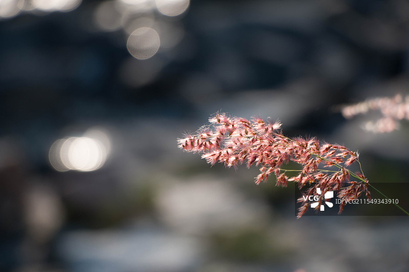 唯美海边逆光芦苇光斑图片素材