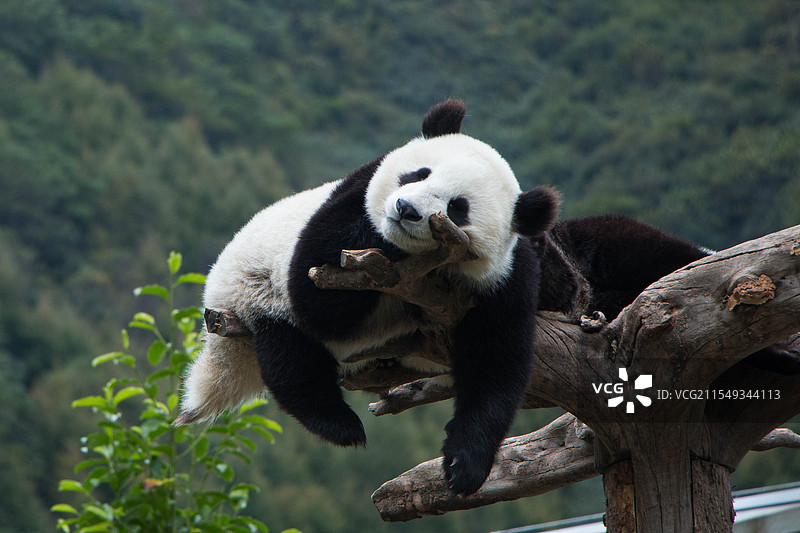 四川熊猫基地熊猫在树杈上睡觉卖萌图片素材