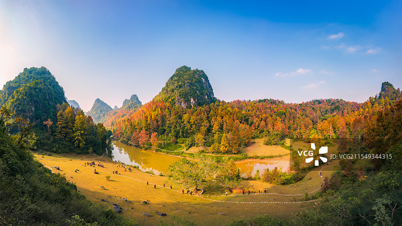 广西德保县红叶森林公园冬季红叶似火图片素材