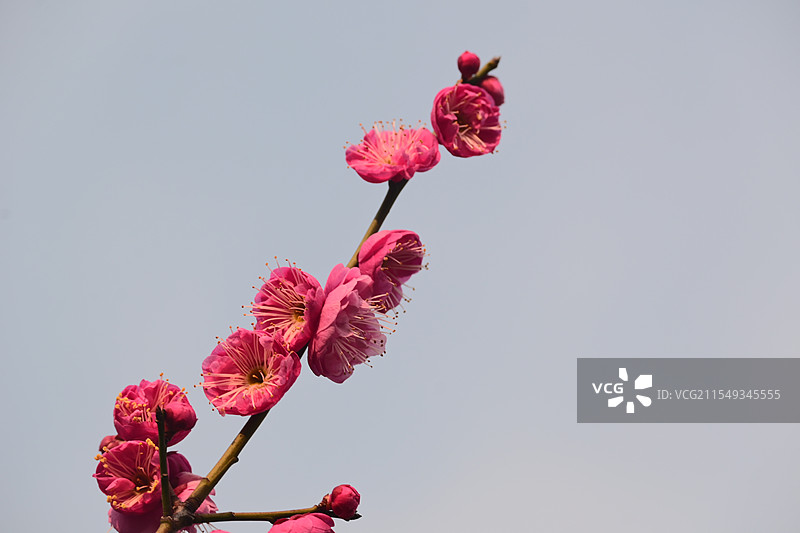 冬末春初盛开的一枝红梅图片素材