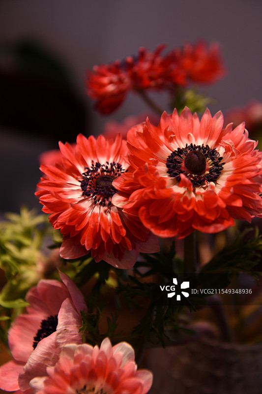 锦鲤洋牡丹图片素材