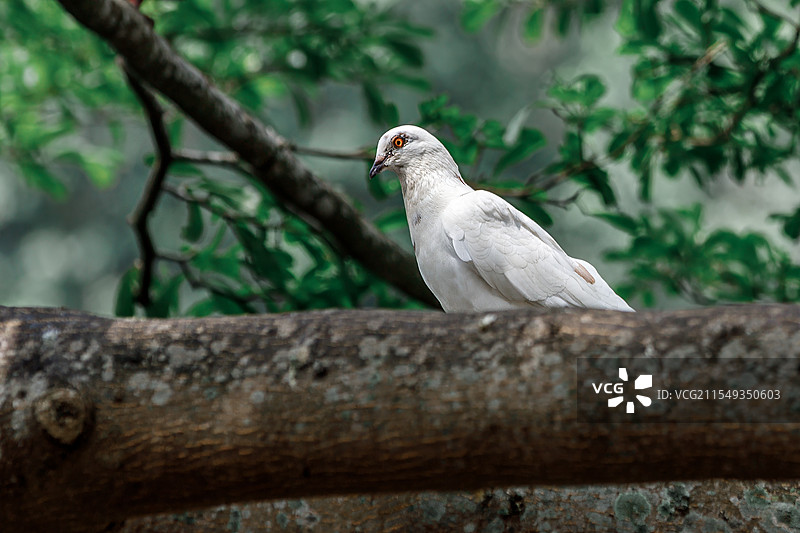 马来西亚吉隆坡黑风洞之鸽子图片素材