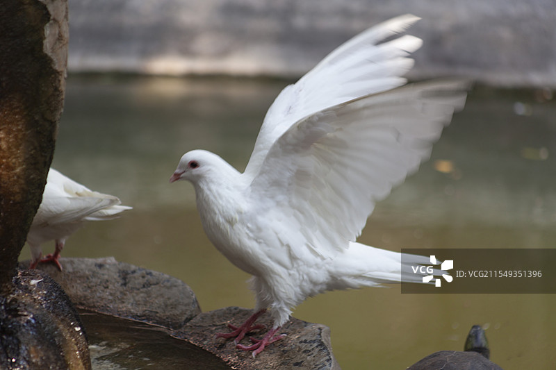 西安大兴善寺图片素材
