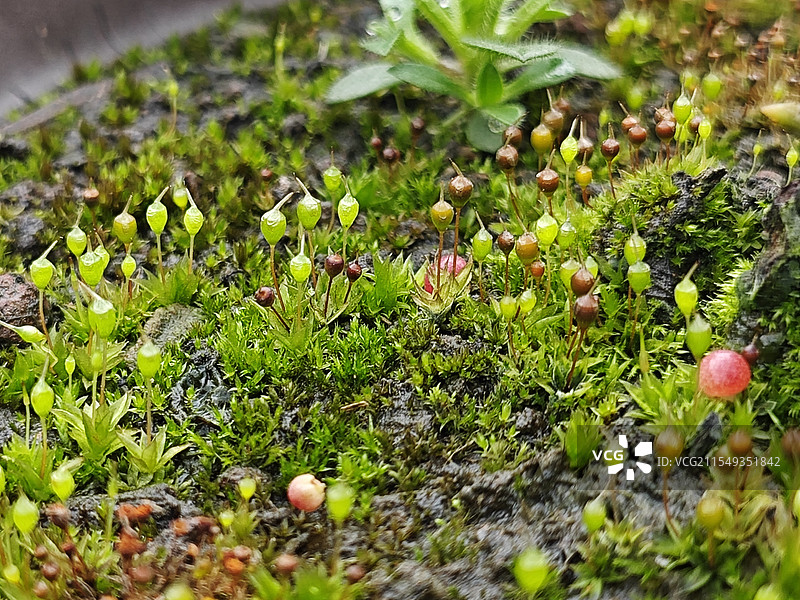 自然的细微处图片素材
