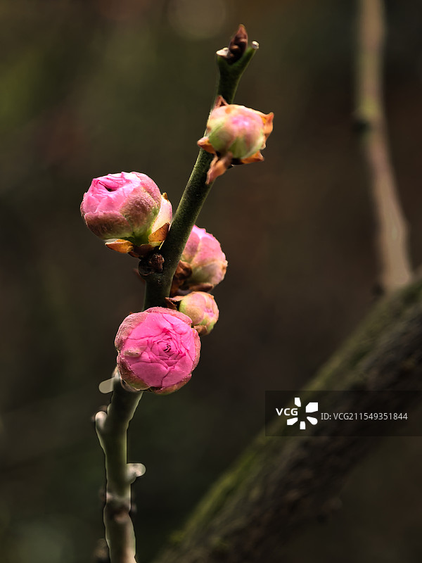 梅花花蕾的特写镜头图片素材