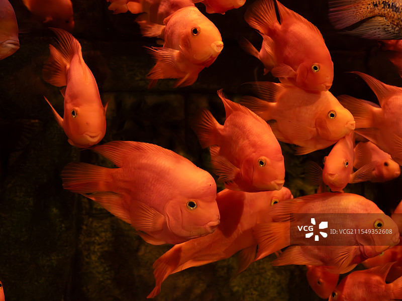 鹦鹉鱼图片素材